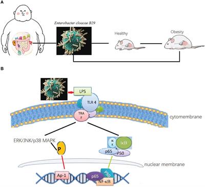 Precise strategies for selecting probiotic bacteria in treatment of intestinal bacterial dysfunctional diseases